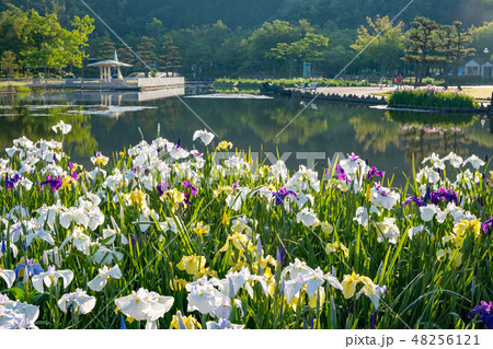 あやめ池公園 48256121