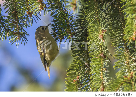 Goldcrest (Regulus regulus) on a branch 48256397