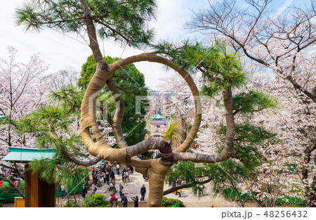 上野恩賜公園 春 月の松と満開の桜 （東京都台東区 清水観音堂からの眺め） 2018年3月撮影 48256432