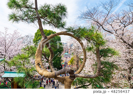 上野恩賜公園 春 月の松と満開の桜 （東京都台東区 清水観音堂からの眺め） 2018年3月撮影 48256437