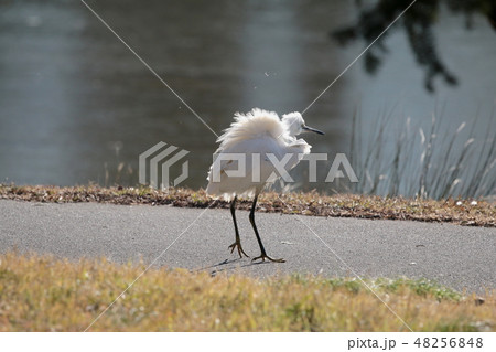 コサギ 48256848
