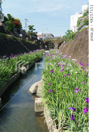 高瀬裏川の花菖蒲祭り 48257151