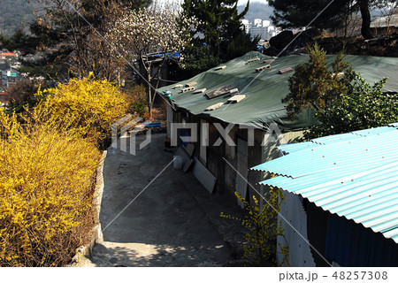 春 庭 ガーデン 48257308