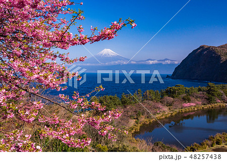 (静岡県)河津桜咲く、西伊豆井田から望む富士山 (静岡県)河津桜咲く、西伊豆井田から望む富士山 48257438