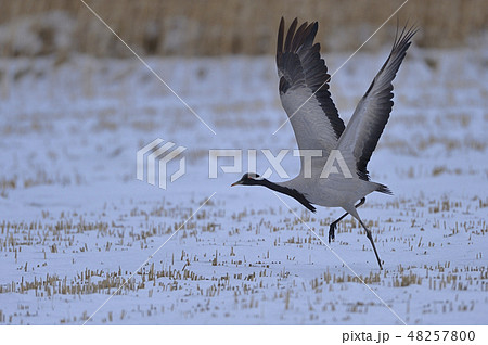 アネハヅル②（青森県） 48257800