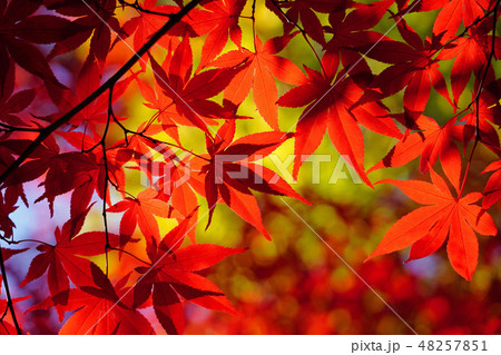 紅に染まった美しいノムラモミジ 紅に染まった美しいノムラモミジ 48257851