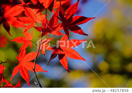 紅に染まった美しいノムラモミジ 紅に染まった美しいノムラモミジ 48257856