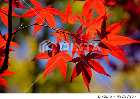 紅に染まった美しいノムラモミジ 48257857