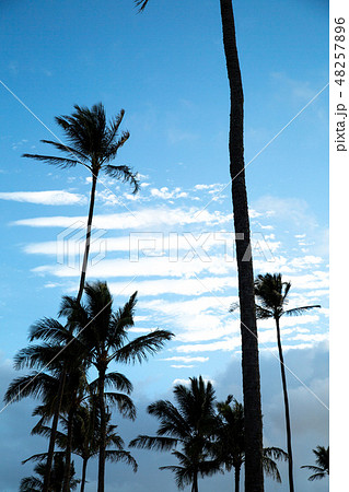 Palmtree 48257896
