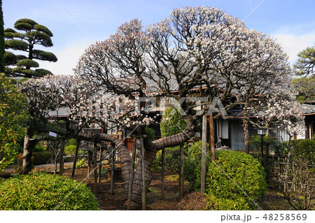 2月　池上11白梅･中道院･本門寺貫首の隠棲庵室 48258569