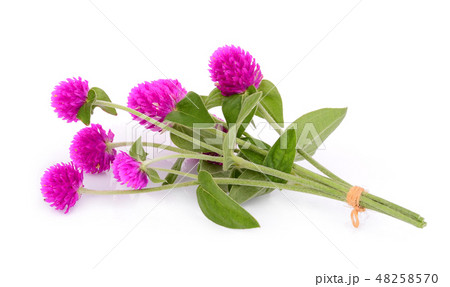globe amaranth flower isolated on white background globe amaranth flower isolated on white background 48258570