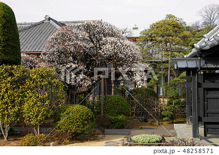 2月　池上10白梅･中道院･本門寺貫首の隠棲庵室 48258571