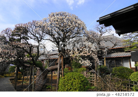2月　池上09白梅･中道院･本門寺貫首の隠棲庵室 48258572