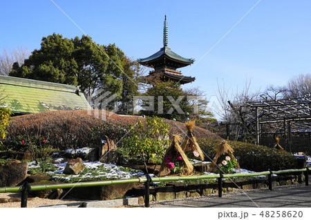 2月 上野101雪のぼたん苑と旧寛永寺五重塔・上野東照宮 2月 上野101雪のぼたん苑と旧寛永寺五重塔・上野東照宮 48258620