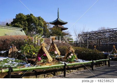 2月　上野97雪のぼたん苑と旧寛永寺五重塔･上野東照宮 48258625