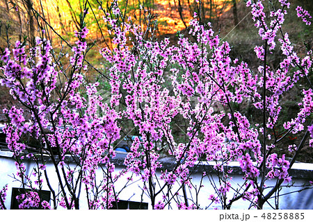 春の花 桃の花 春 48258885