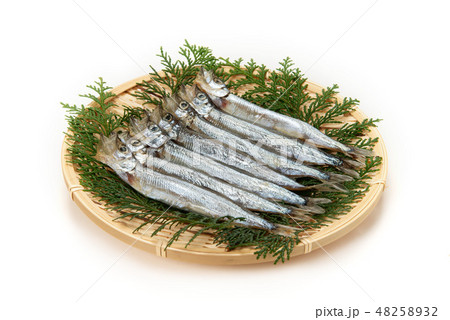 生のカラフトシシャモ 48258932