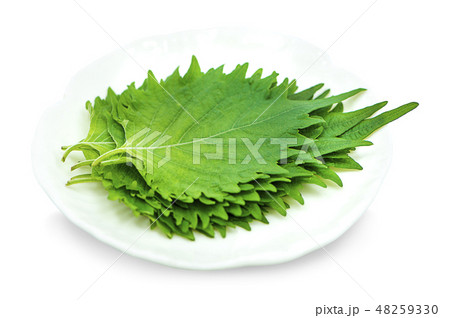 Fresh green shiso leaf on white background 48259330