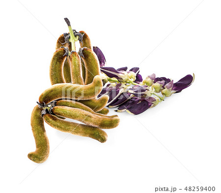 Mucuna pruriens isolated on white background Mucuna pruriens isolated on white background 48259400