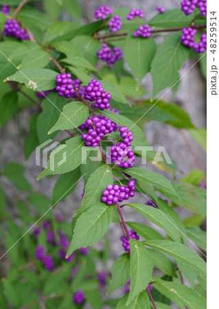 ムラサキシキブ 48259514