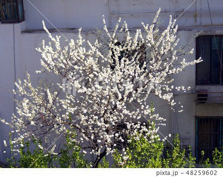 梅 春 住宅 48259602