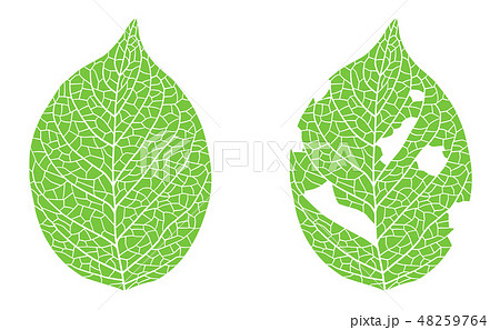 葉の虫食い イラストセットのイラスト素材