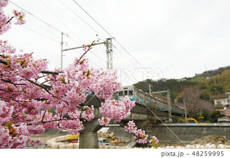 河津桜と伊豆急 河津桜と伊豆急 48259995