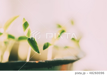 Group Young Sprouts With Green Leaf Leaves Growing From Old Pot. Spring Concept Of New Life. Start Group Young Sprouts With Green Leaf Leaves Growing From Old Pot. Spring Concept Of New Life. Start 48260096