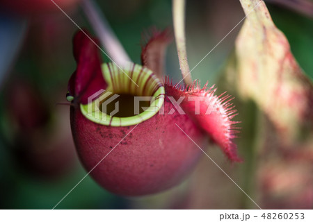 Close up of Nepenthes also called tropical pitcher 48260253