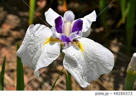 ハナショウブ　花しょうぶ　花菖蒲 48260372