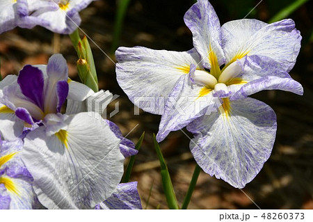 ハナショウブ 花しょうぶ 花菖蒲 ハナショウブ 花しょうぶ 花菖蒲 48260373