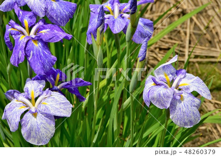 ハナショウブ 花しょうぶ 花菖蒲 ハナショウブ 花しょうぶ 花菖蒲 48260379