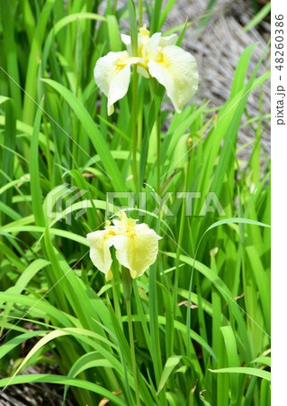 ハナショウブ 花しょうぶ 花菖蒲 ハナショウブ 花しょうぶ 花菖蒲 48260386