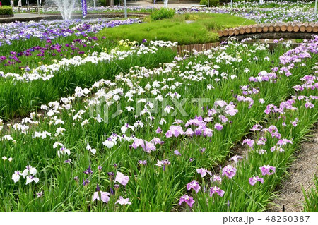 ハナショウブ　花しょうぶ　花菖蒲 48260387