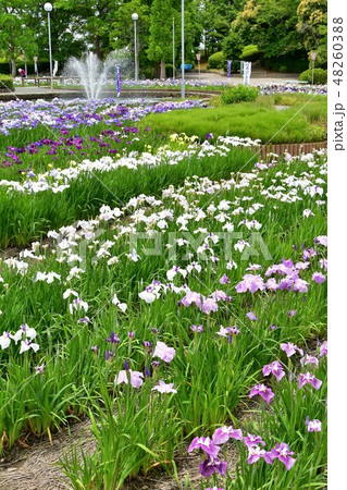 ハナショウブ　花しょうぶ　花菖蒲 48260388