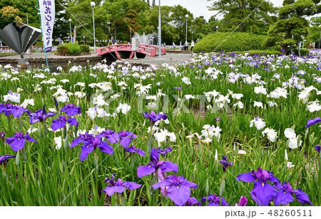 ハナショウブ　花しょうぶ　花菖蒲 48260511