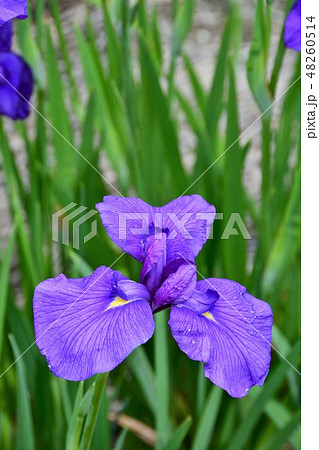 ハナショウブ　花しょうぶ　花菖蒲 48260514