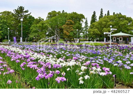 ハナショウブ 花しょうぶ 花菖蒲 ハナショウブ 花しょうぶ 花菖蒲 48260527