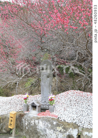 鋸山（のこぎりやま）　春の日本寺　梅とお願い地蔵尊　 48260933
