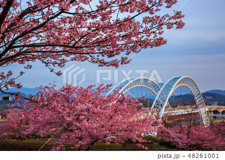 河津桜と新西海橋　【長崎県西海市】 48261001