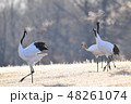 寒い朝に鳴き合う息が白くなびく丹頂のカップル 48261074