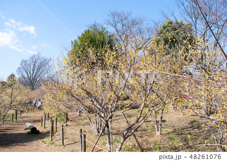 東京都　府中市郷土の森　梅園　ローバイの小径 48261076