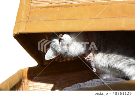 古い柳行李を見つけて気に入っている猫、素材 古い柳行李を見つけて気に入っている猫、素材 48261129