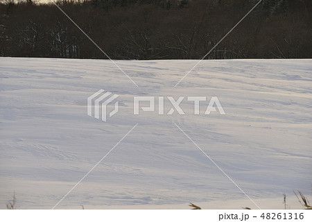 【北海道 別海町】夕刻の雪原 【北海道 別海町】夕刻の雪原 48261316