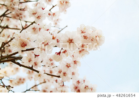 桜 春 季節 48261654