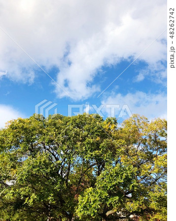 空 空 48262742
