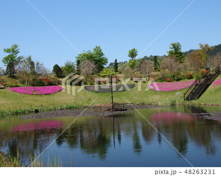 水面に映える芝桜 48263231