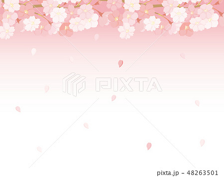 花びら 舞い散る 桜 背景のイラスト素材