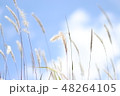ブタクサと雲 48264105
