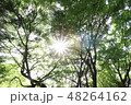 森の中の輝き 48264162